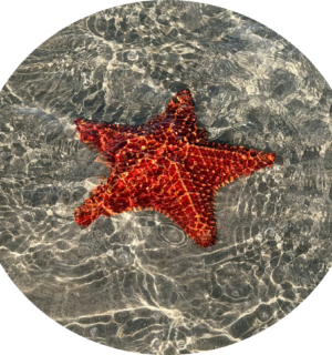 starfish_01